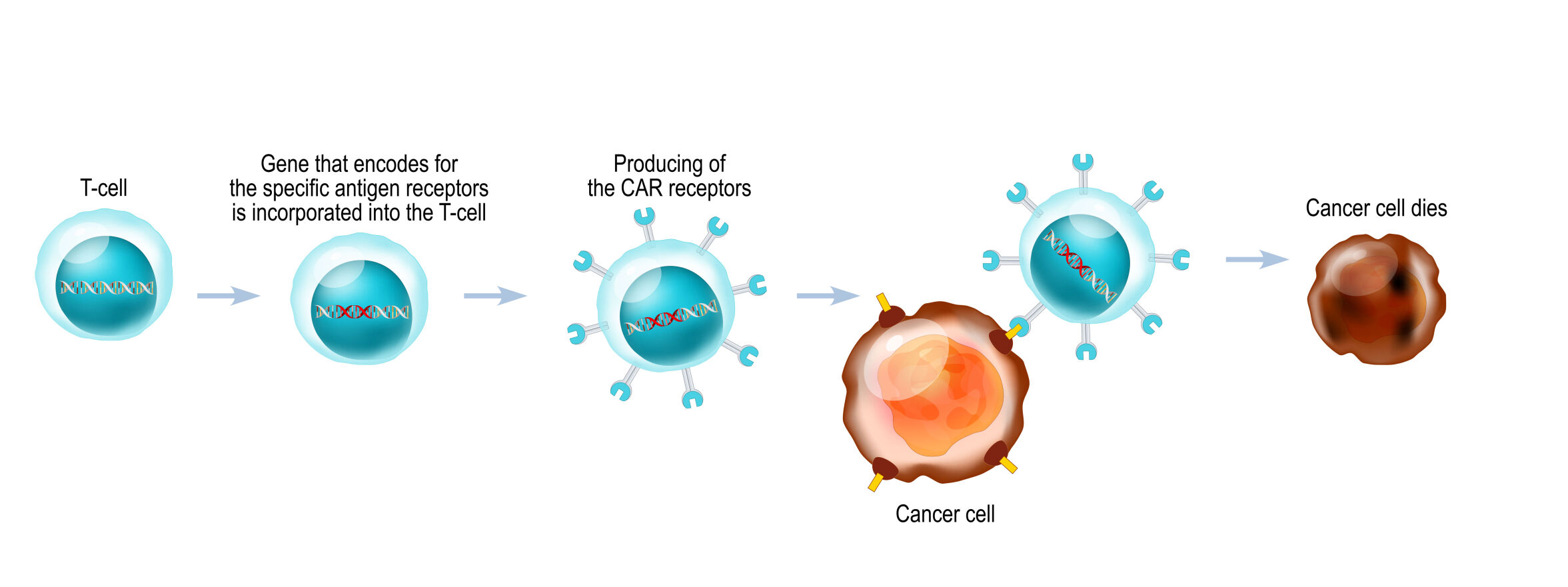 Tcell-horz.jpg